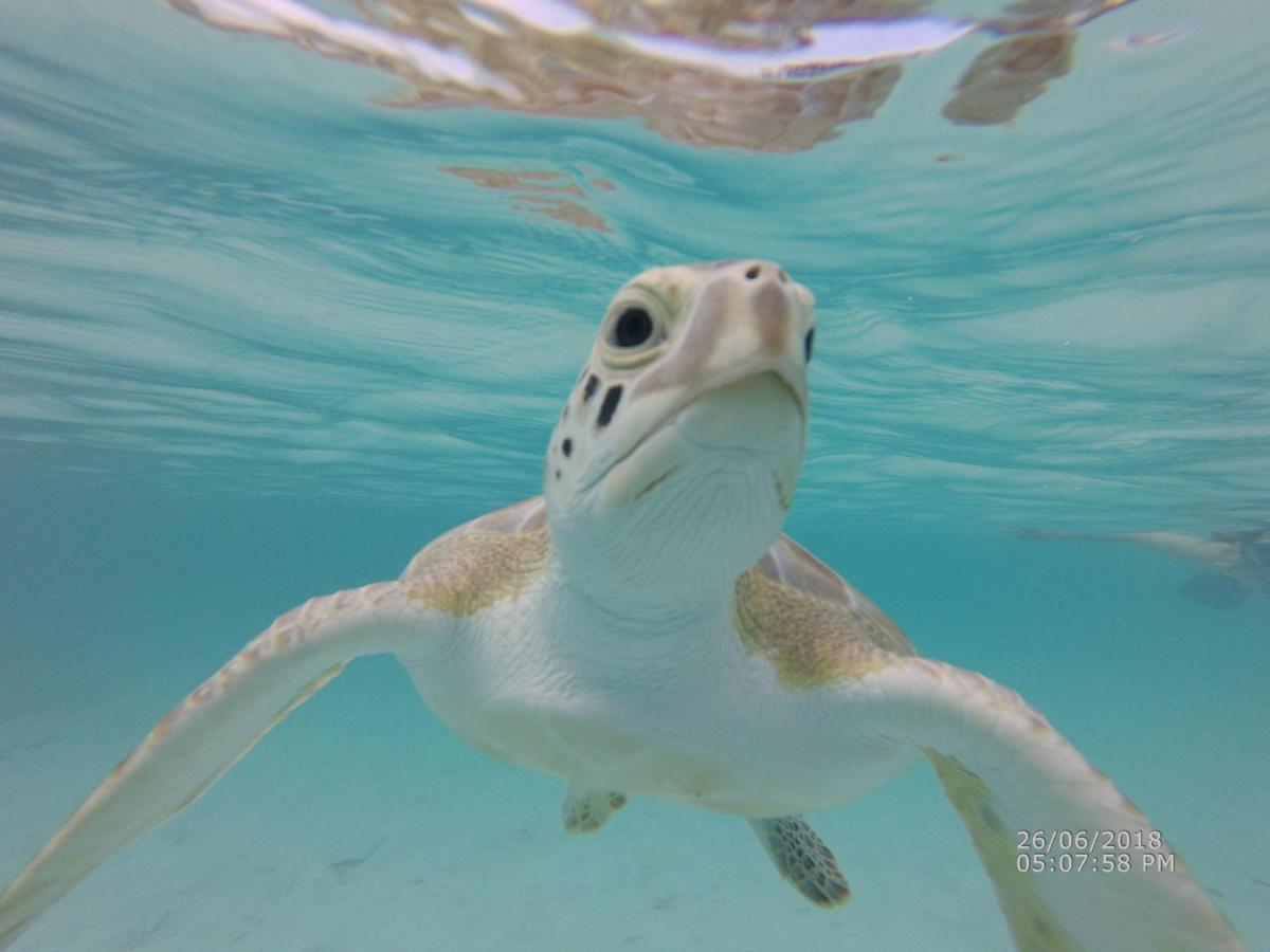 乔治镇Turtles Nest Bahamas公寓 外观 照片